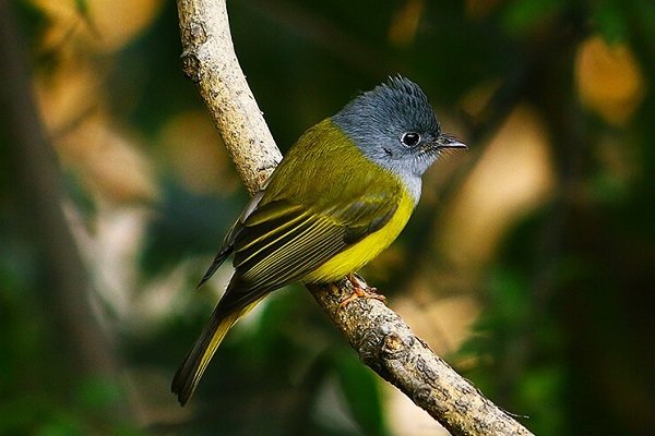 taxi-for-mount-abu-wildlife-sanctuary